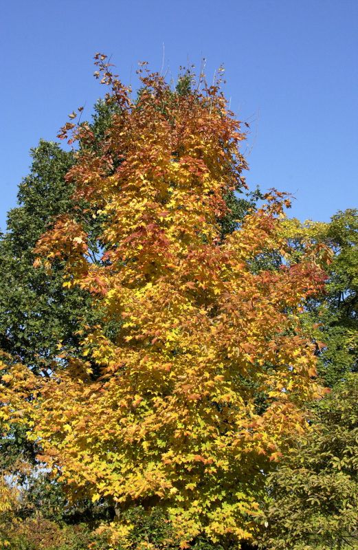 Acer saccharum - Zuckerahorn