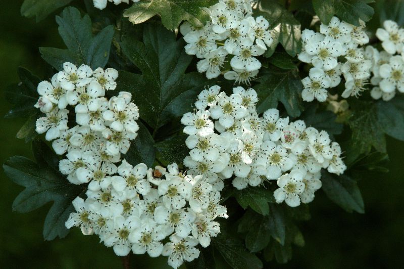 Crataegus laevigata - Zweigriffliger Weißdorn