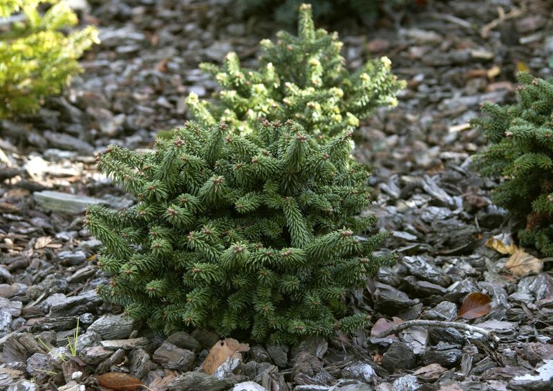 Abies balsamea 'Piccolo' - Zwerg-Balsamtanne 'Piccolo'