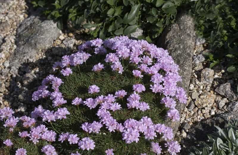 Armeria juniperifolia - Zwerg-Grasnelke
