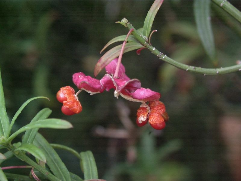 Euonymus nanus turkestanicus - Zwerg-Spindelstrauch