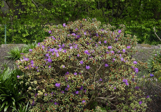 Rhododendron hanceanum 'Shamrock' - Zwergalpenrose 'Shamrock'
