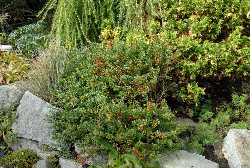 Berberis thunbergii 'Kobold' - Zwergberberitze 'Kobold'