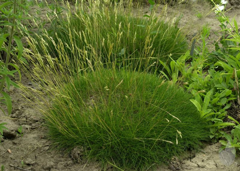 Festuca gautieri 'Pic Carlit' - Zwergiger Bärenfell-Schwingel