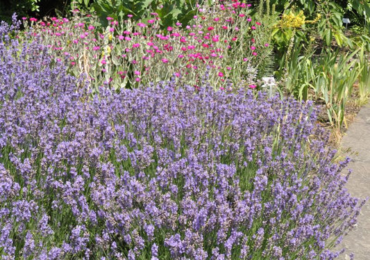 Lavandula angustifolia 'Dwarf Blue' - Zwergiger Garten-Lavendel