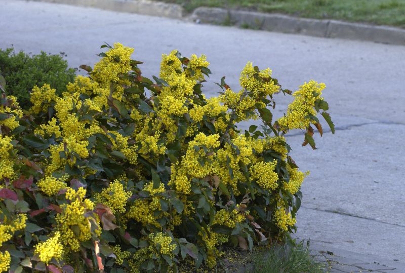 Mahonia aquifolium 'Apollo' - Zwergmahonie 'Apollo'