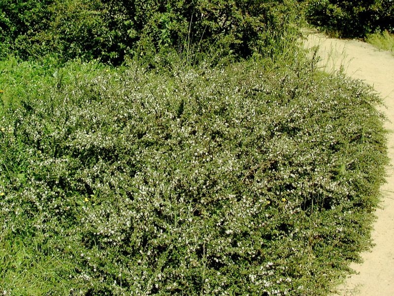 Cotoneaster micro.'Cochleatus' - Zwergmispel 'Cochleatus'