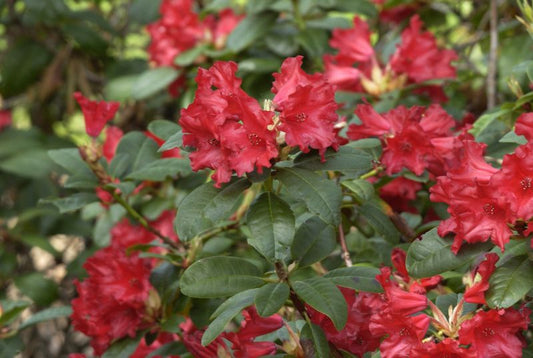 Rhododendron repens 'Bad Eilsen' - Zwergrhododendron 'Bad Eilsen'