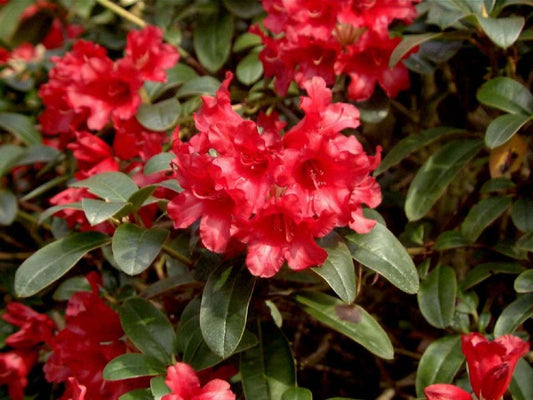 Rhododendron repens 'Bengal' - Zwergrhododendron 'Bengal'