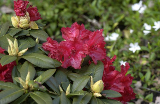 Rhododendron repens 'Buketta' - Zwergrhododendron 'Buketta'