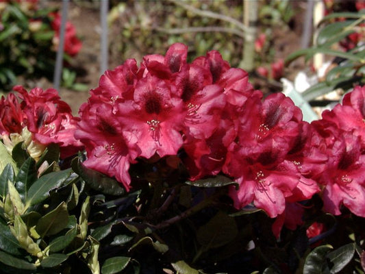 Rhododendron repens 'Corinna' - Zwergrhododendron 'Corinna'