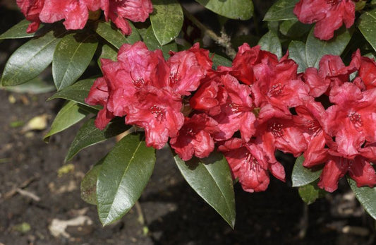Rhododendron repens 'Pumuckl' - Zwergrhododendron 'Pumuckl'