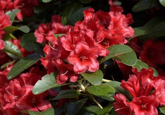 Rhododendron repens 'Rotkäppchen' - Zwergrhododendron 'Rotkäppchen'