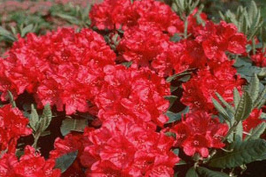 Rhododendron repens 'Scarlet Wonder' - Zwergrhododendron 'Scarlet Wonder'