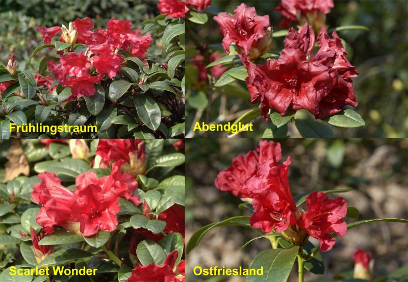 Rhododendron repens in Sorten, PrGr.I - Zwergrhododendron in Sorten, PrGr.I