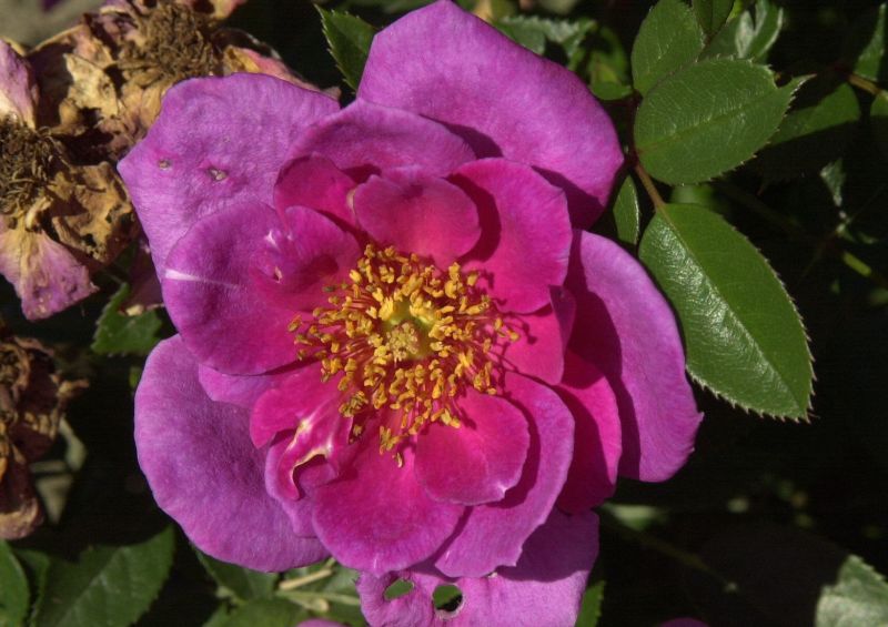 Rosa 'Bluenette' ® Z - Zwergrose 'Bluenette' ®