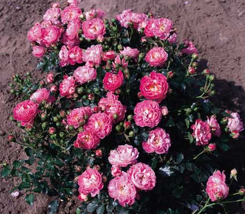 Rosa 'Charmant' ® Z - Zwergrose 'Charmant' ® ADR-Rose