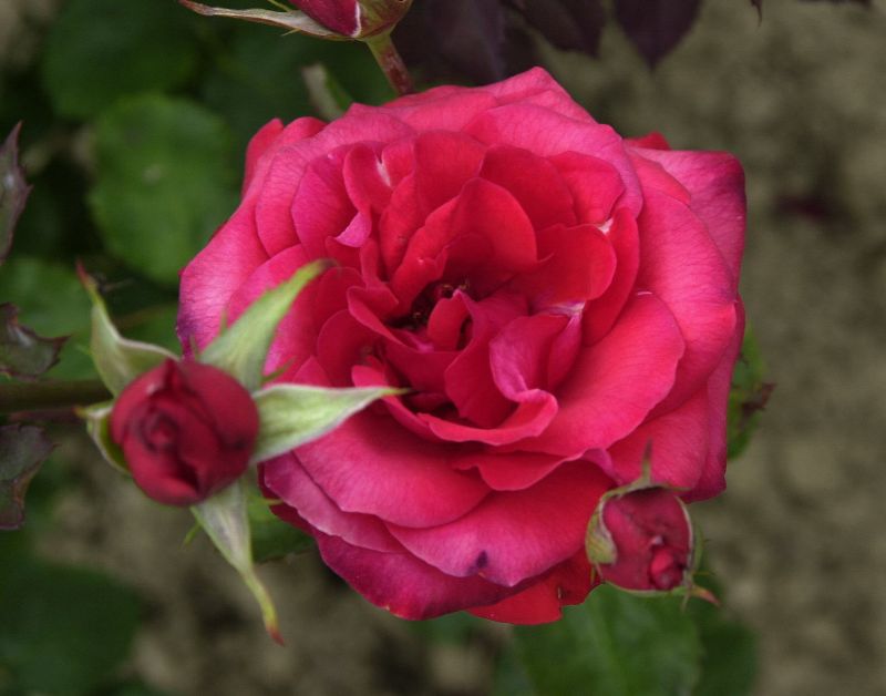 Rosa 'Coco' ® Z - Zwergrose 'Coco' ®