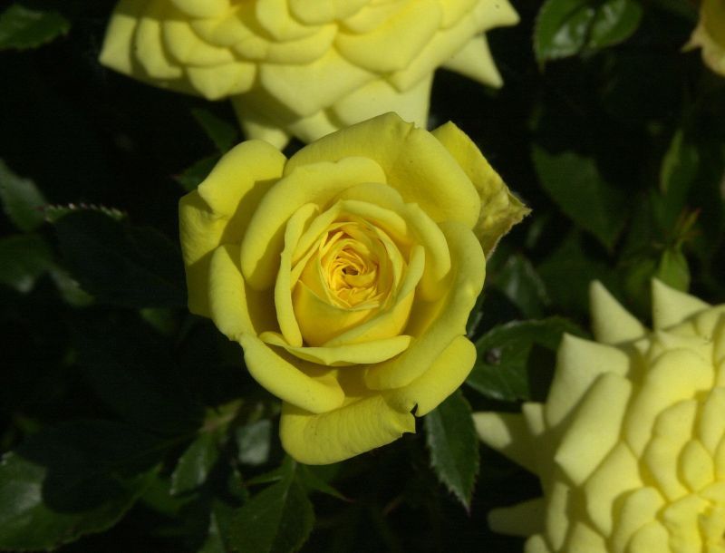 Rosa 'Goldjuwel' ® Z - Zwergrose 'Goldjuwel' ®