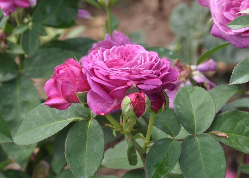 Rosa 'Heidi Klum-Rose' ® Z - Zwergrose 'Heidi Klum-Rose' ®