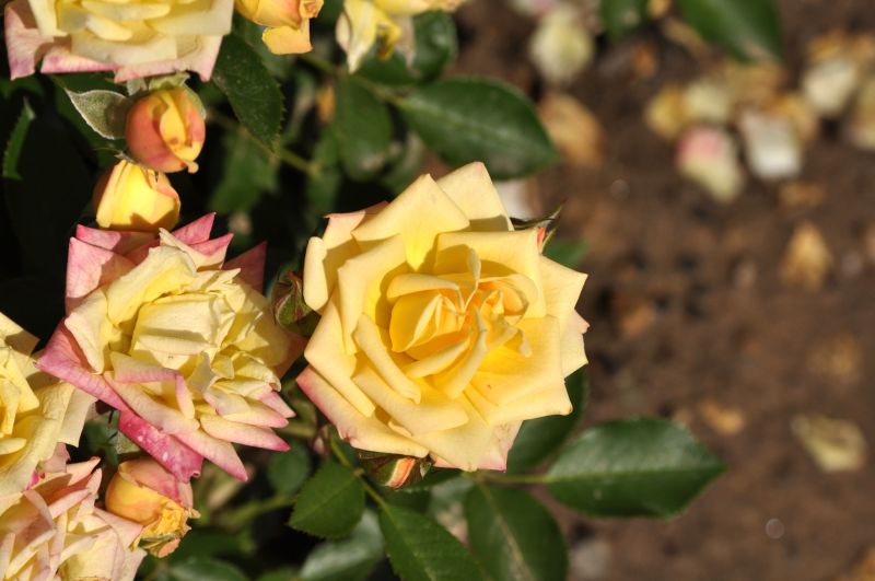 Rosa 'Little Sunset' ® LILLIPUT Z - Zwergrose 'Little Sunset' ® LILLIPUT