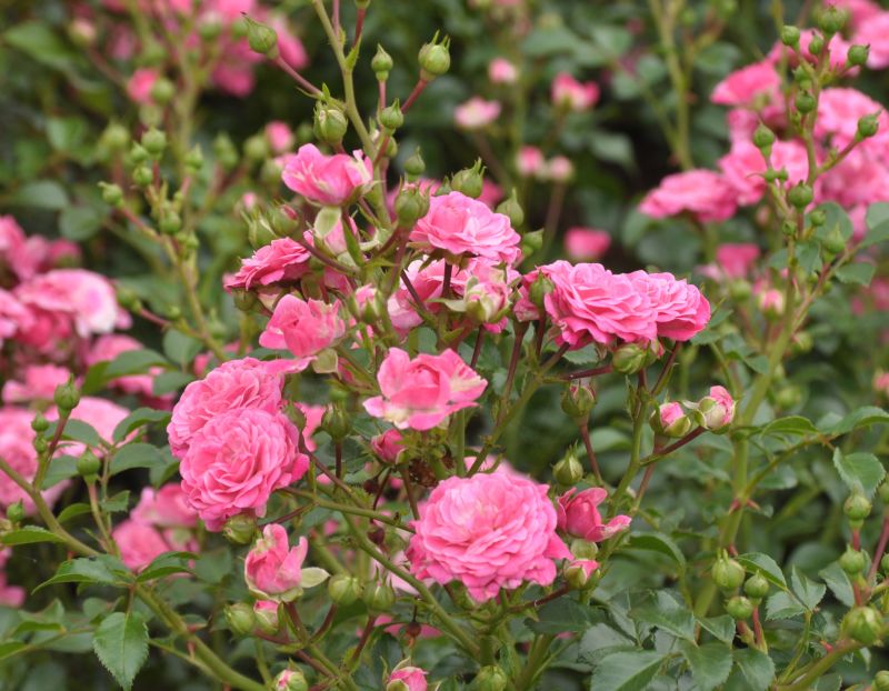 Rosa 'Pepita' ® Z - Zwergrose 'Pepita' ® ADR-Rose