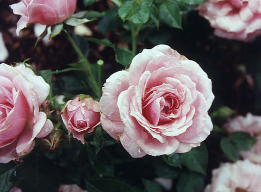 Rosa 'Pink Symphonie' ® Z - Zwergrose 'Pink Symphonie' ®
