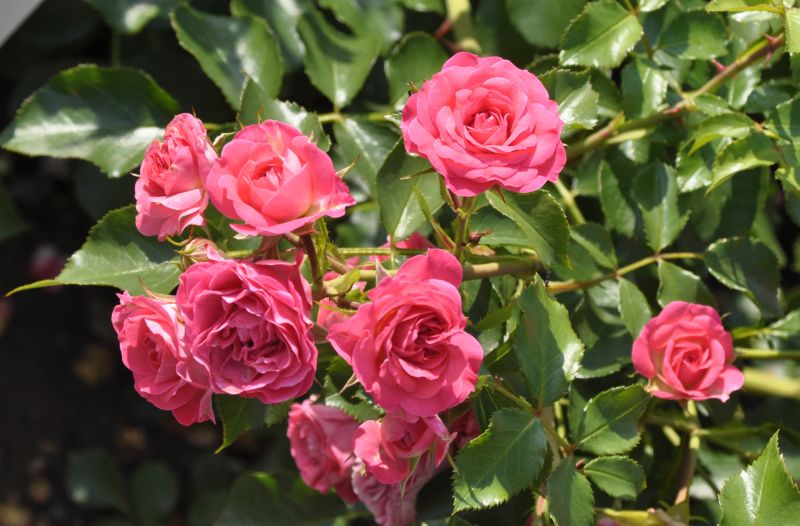 Rosa 'Roxy' ® Z - Zwergrose 'Roxy' ® ADR-Rose
