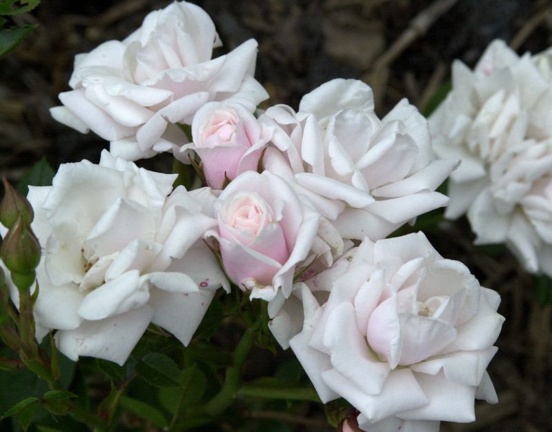 Rosa 'Schneeküsschen' ® Z - Zwergrose 'Schneeküsschen' ®