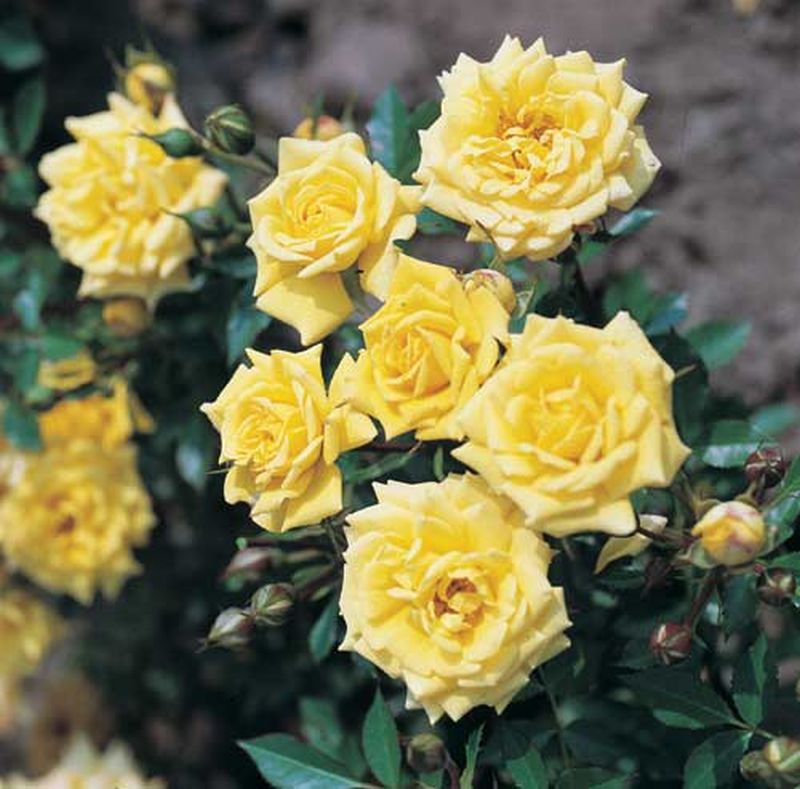 Rosa 'Sonnenkind' ® Z - Zwergrose 'Sonnenkind' ®