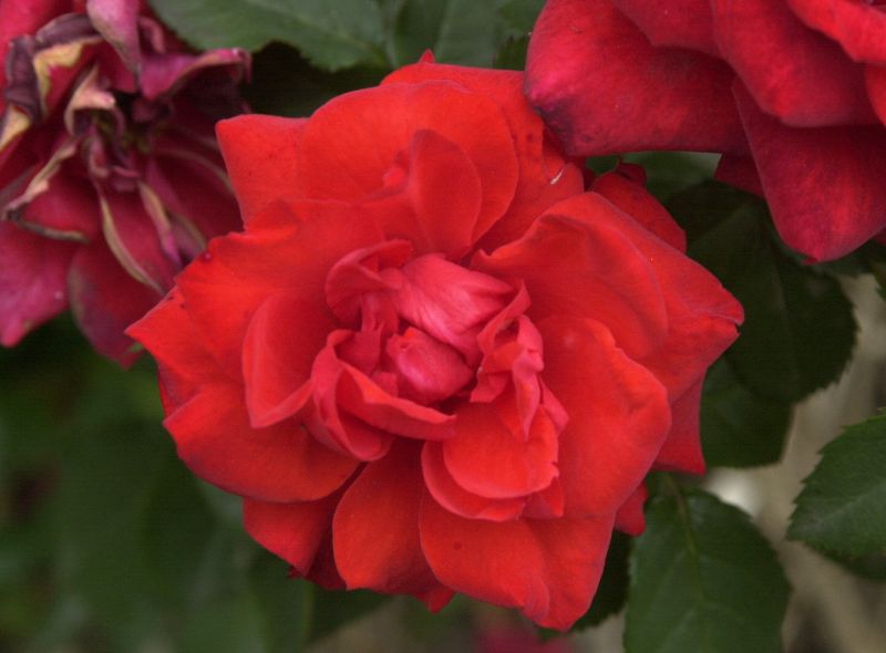 Rosa 'Zwergenfee' ® Z - Zwergrose 'Zwergenfee' ®