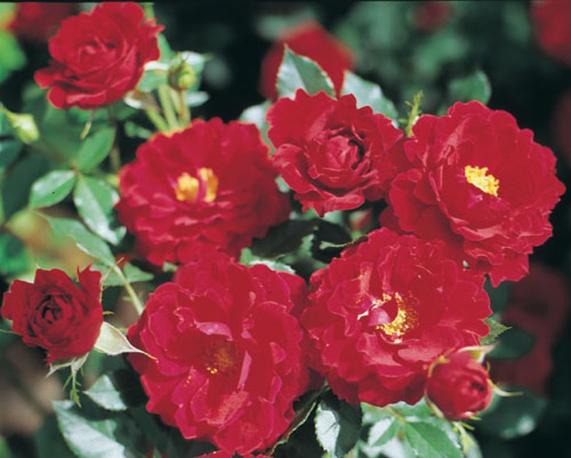 Rosa 'Zwergkönig 78' ® Z - Zwergrose 'Zwergkönig 78' ®