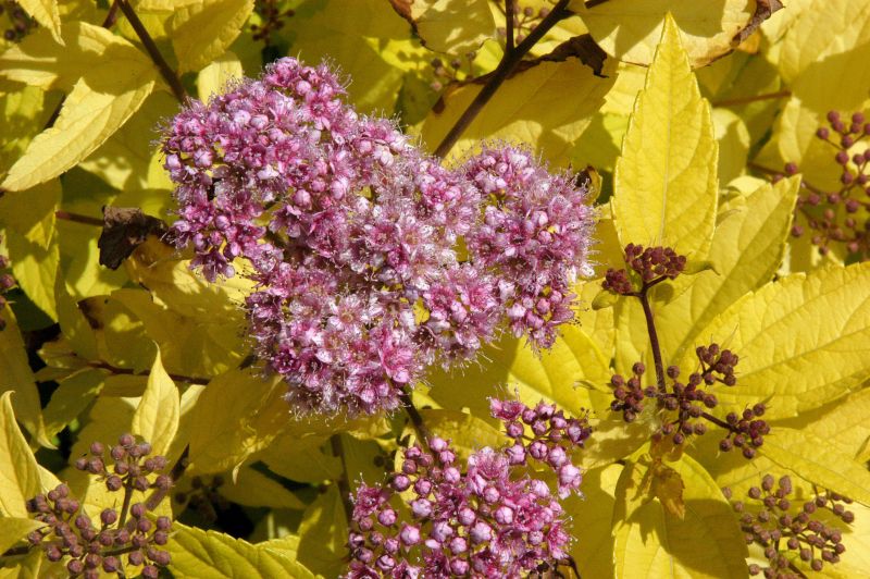 Spiraea japonica 'Goldmound' - Zwergspiere 'Goldmound'