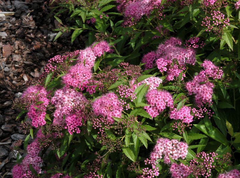 Spiraea japonica 'Shirobana' - Zwergspiere 'Shirobana'