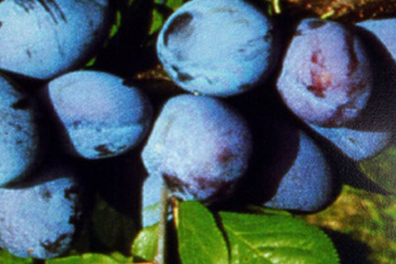 Prunus domestica 'Jojo' -S- zert.vf - Zwetsche 'Jojo' -S-