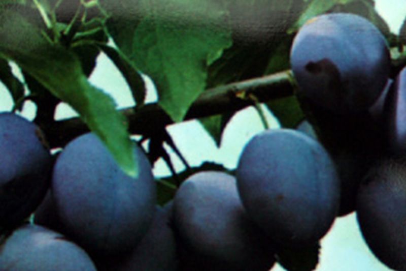 Prunus domestica 'Schönberger Zwetsche' CAC - Zwetsche 'Schönberger Zwetsche'