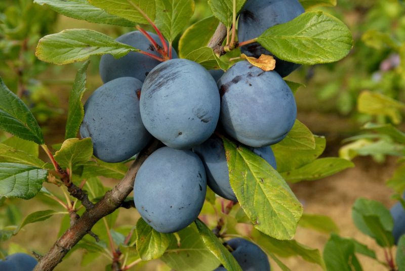 Prunus dom.'Tophit' -S- CAC - Zwetsche 'Tophit' -S-