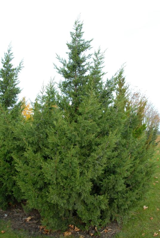 Juniperus chin.'Keteleeri' - Zypressenwacholder 'Keteleeri'