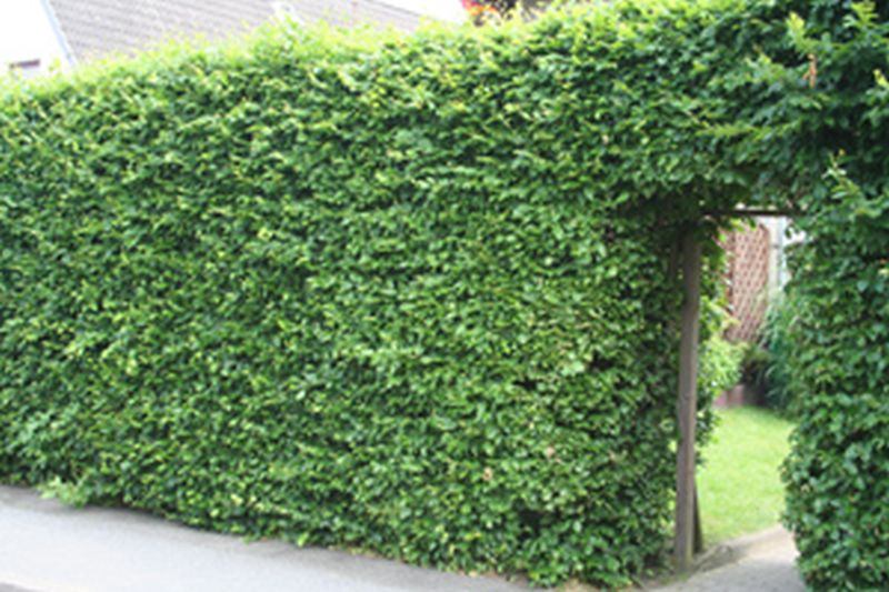 Fagus sylvatica - Rotbuche