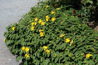 Hypericum calycinum - Kelchiges Johanniskraut