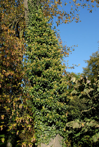 Hedera helix - Gemeiner Efeu