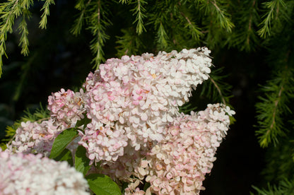 Hydrangea paniculata 'Vanille-Fraise' ® - Rispenhortensie 'Vanille Fraise' ®