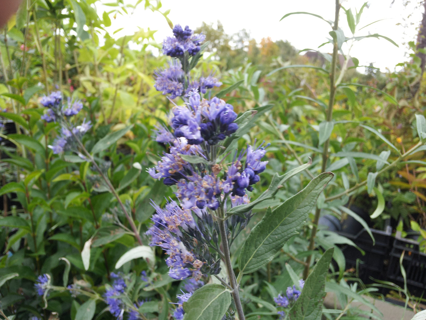 Caryopteris clandonensis 'Kew Blue' - Bartblume 'Kew Blue'
