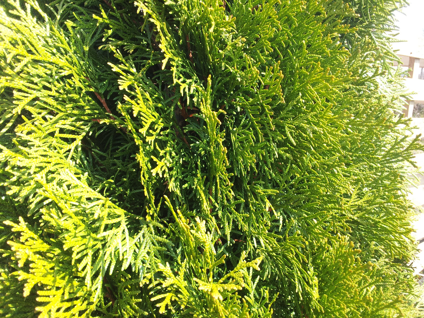 Thuja occidentalis 'Smaragd' - Lebensbaum 'Smaragd'