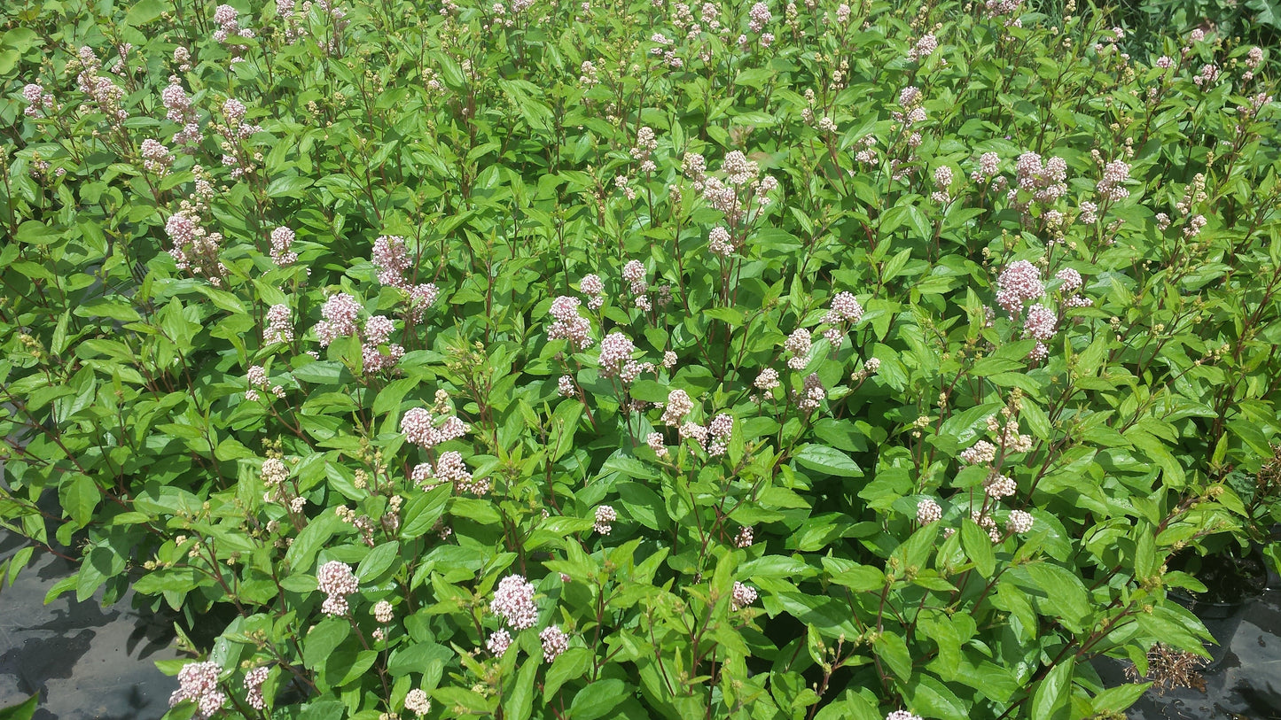 Ceanothus pallidus 'Marie Simon' - Säckelblume 'Marie Simon'