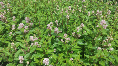 Ceanothus pallidus 'Marie Simon' - Säckelblume 'Marie Simon'