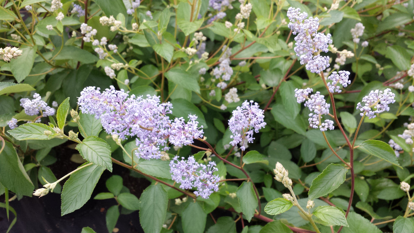 Ceanothus delilianus 'Gloire de Versailles' - Säckelblume 'Glorie de Versailles'
