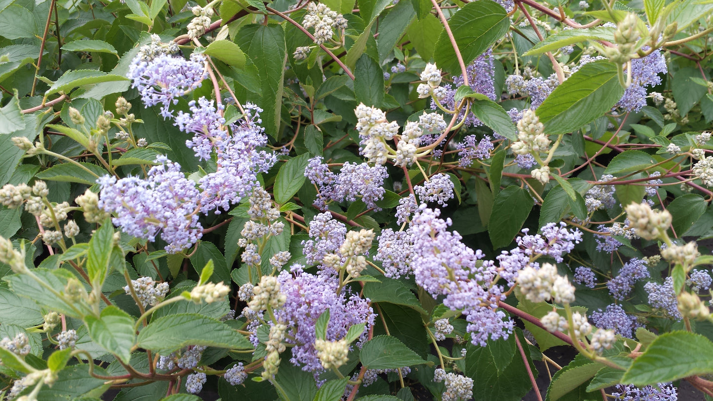 Ceanothus delilianus 'Gloire de Versailles' - Säckelblume 'Glorie de Versailles'