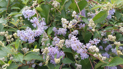 Ceanothus delilianus 'Gloire de Versailles' - Säckelblume 'Glorie de Versailles'