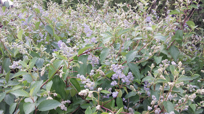 Ceanothus delilianus 'Gloire de Versailles' - Säckelblume 'Glorie de Versailles'